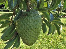 Carica l'immagine nel visualizzatore di Gallery, Graviola 1000. 60 cáps