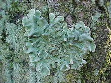 Cargar imagen en el visor de la galería, Vegan Vit. D3 4000 UI - 90 Comprimidos