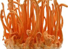 Load image into Gallery viewer, Cordyceps - 90 Vegetable Capsules
