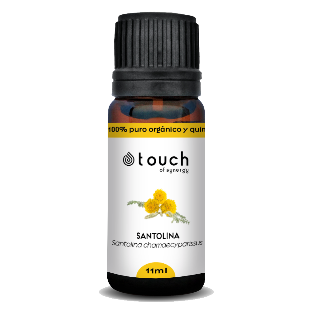 Santolina Chamomile - Santolina – Touch of Synergy